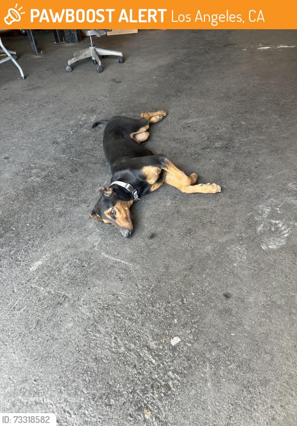 Found/Stray Female Dog last seen Avalon and Slauson, Los Angeles, CA 90001