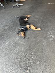 Found/Stray Female Dog last seen Avalon and Slauson, Los Angeles, CA 90001