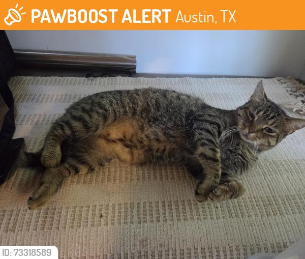 Found/Stray Male Cat last seen Hampton inn-Airport, Austin, TX 78744