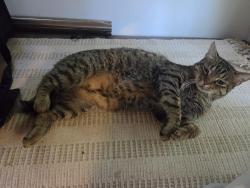 Found/Stray Male Cat last seen Hampton inn-Airport, Austin, TX 78744