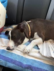 Found/Stray Female Dog last seen Harrisburg and 65th, Houston, TX 77011