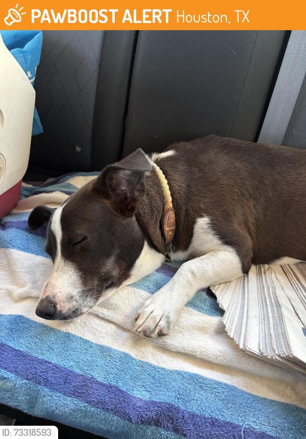 Found/Stray Female Dog last seen Harrisburg and 65th, Houston, TX 77011