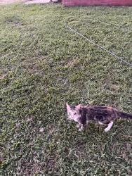 Found/Stray Female Cat last seen Corner of Lookout and Calvin Sts., Claremont, NC 28610