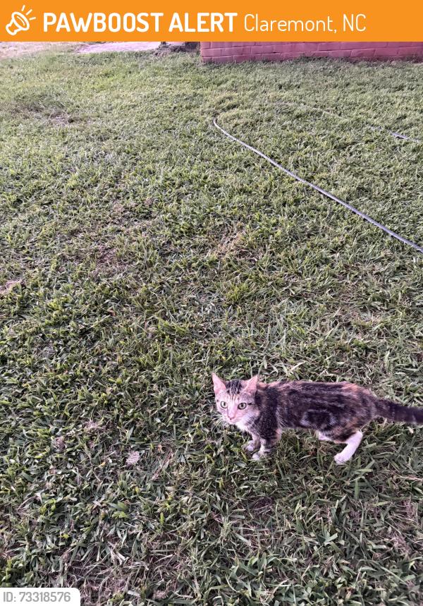 Found/Stray Female Cat last seen Corner of Lookout and Calvin Sts., Claremont, NC 28610