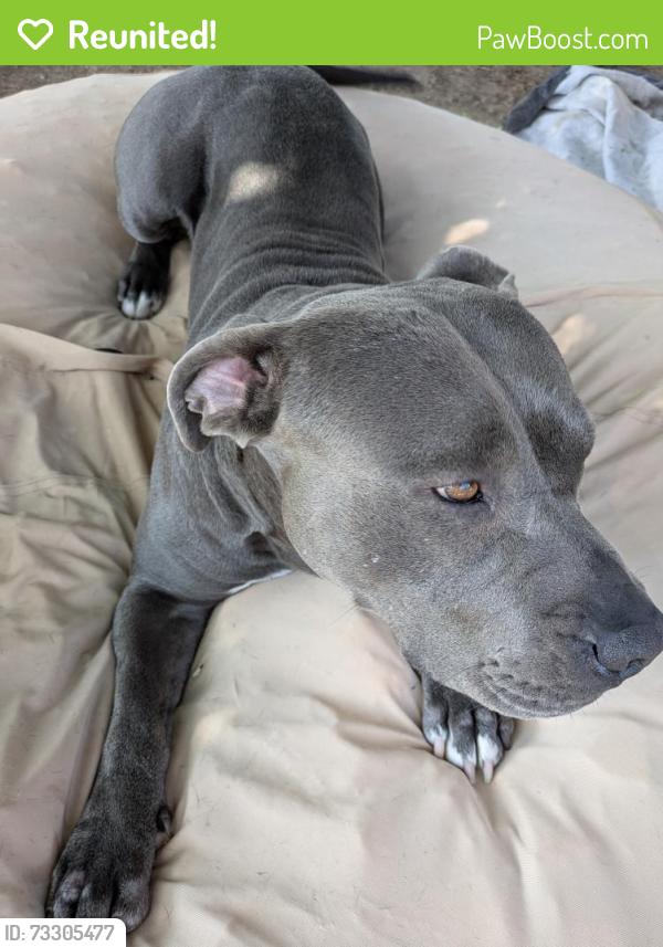 Reunited Male Dog last seen Mesilla and Southern, Albuquerque, NM 87108