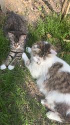Lost Female Cat last seen Colerain, Cincinnati, OH 45251