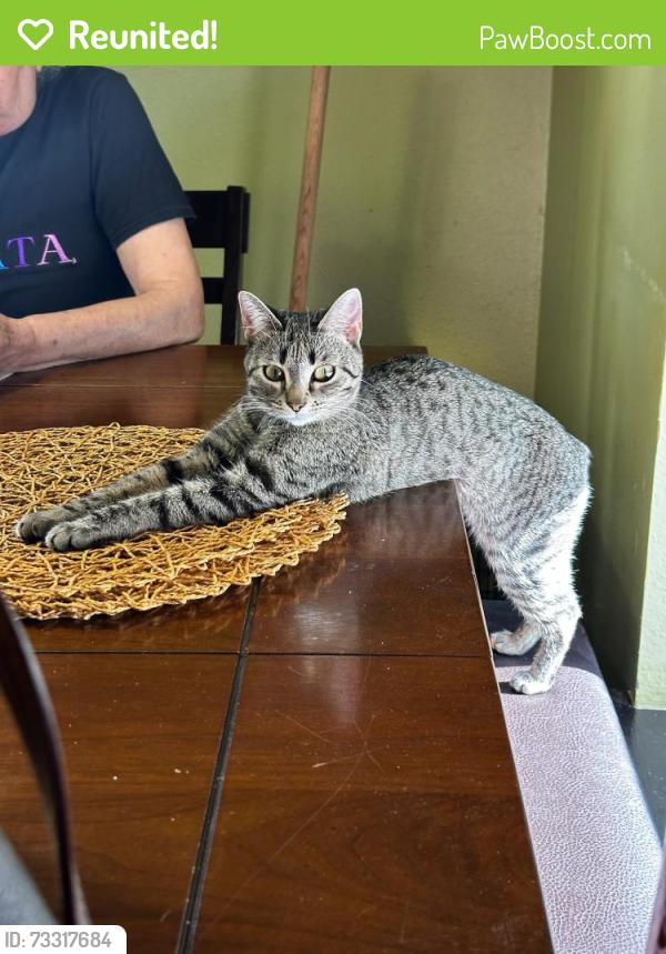 Reunited Female Cat last seen Cheetah and Elk Dr, Laredo, TX 78045