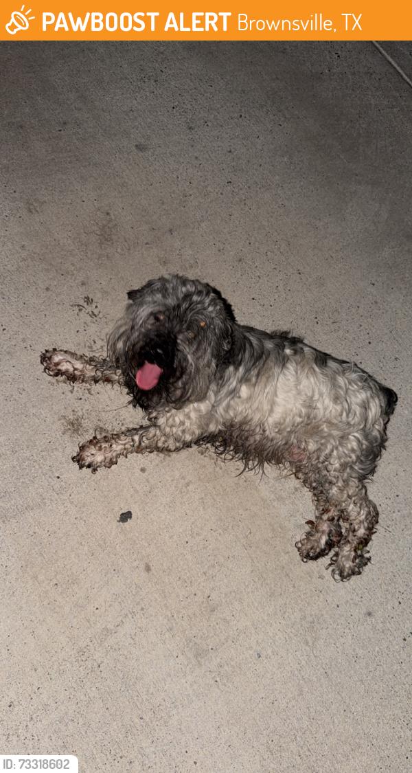 Found/Stray Female Dog last seen Billy Mitchell, Brownsville, TX 78521