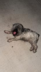Found/Stray Female Dog last seen Billy Mitchell, Brownsville, TX 78521