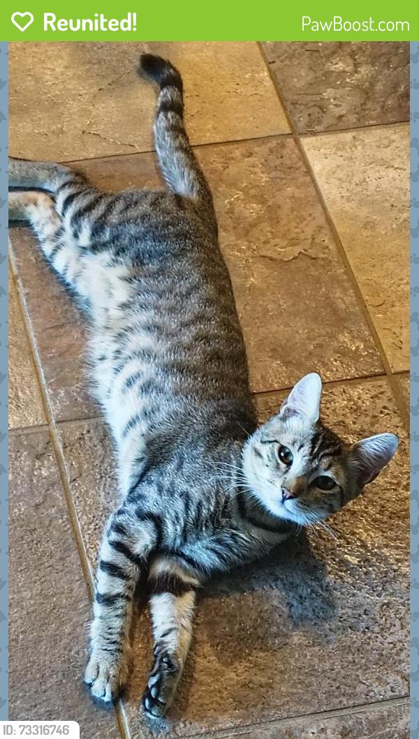 Reunited Male Cat last seen 38th and sweetwater, Phoenix, AZ 85032