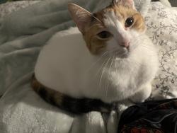 Lost Female Cat last seen Close to the Universal church/ Cvs and Publix on W Flagler Street, Miami, FL 33134