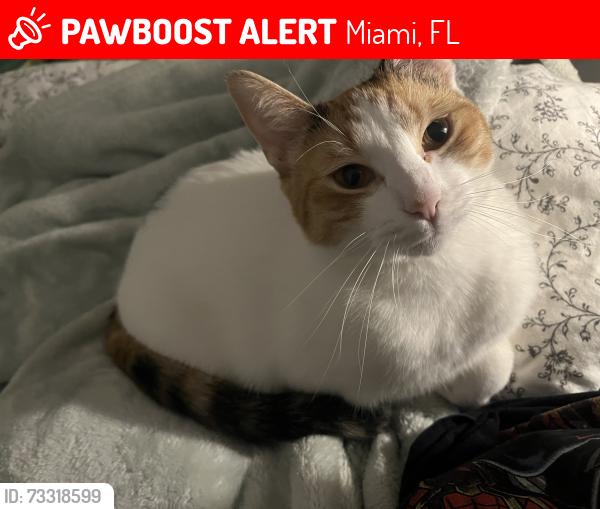 Lost Female Cat last seen Close to the Universal church/ Cvs and Publix on W Flagler Street, Miami, FL 33134
