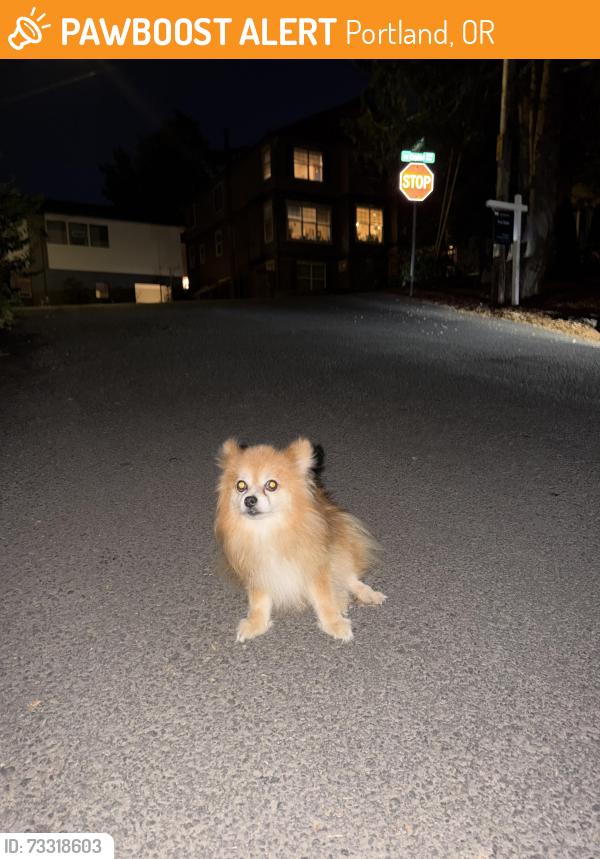 Found/Stray Unknown Dog last seen sw custer & capitol highway, Portland, OR 97219