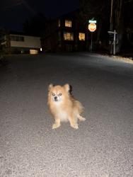 Found/Stray Unknown Dog last seen sw custer & capitol highway, Portland, OR 97219