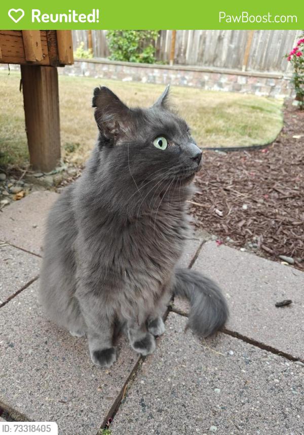 Reunited Unknown Cat last seen 229th Dr NE, Redmond, WA, Redmond, WA 98053