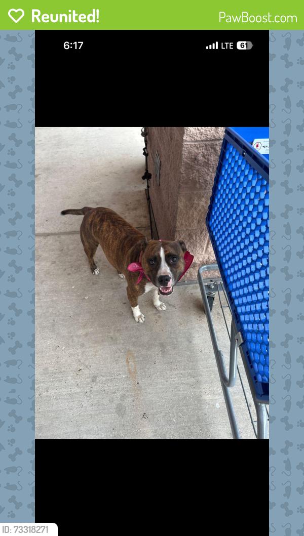 Reunited Female Dog last seen Liquor Depot/Kroger 11071 S Sam Houston Pkw E @ Sabo Rd Houston, Tx 77089, Houston, TX 77089