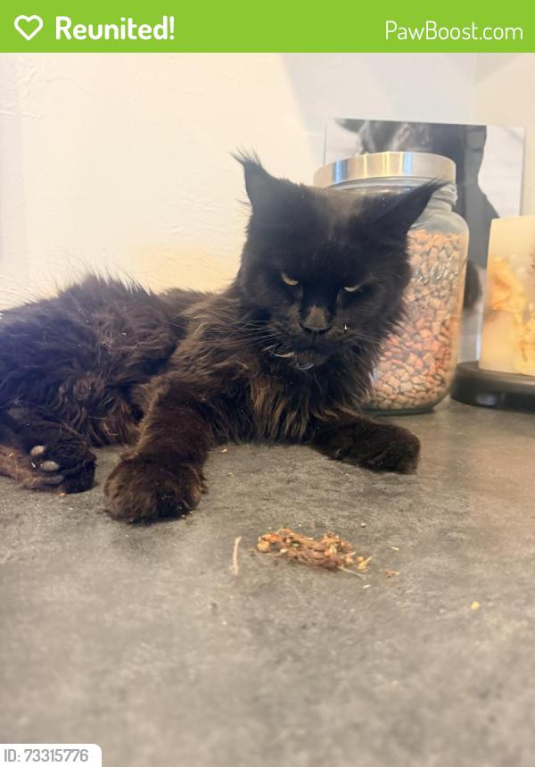 Reunited Female Cat last seen Spring Hill Reserve subdivision, Bozeman, MT 59715