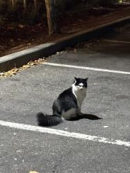 Found/Stray Unknown Cat last seen Mcdonald’s parking lot, Mercer Island, WA 98040