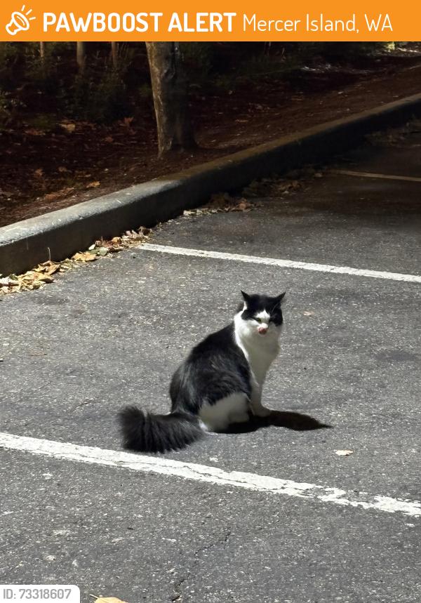 Found/Stray Unknown Cat last seen Mcdonald’s parking lot, Mercer Island, WA 98040