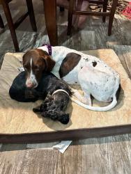 Reunited Female Dog last seen Hwy321/cr306, Cleveland, TX 77327