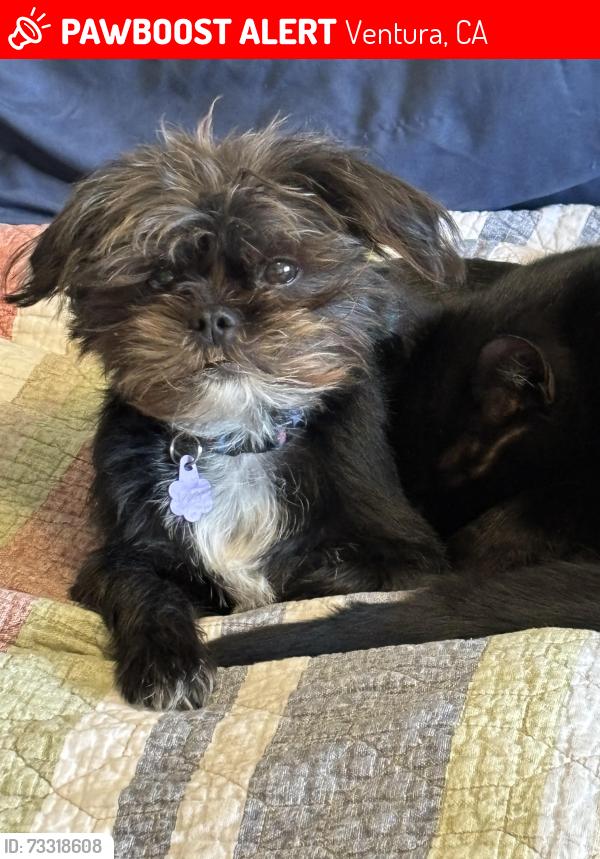 Lost Female Dog last seen Kimball and Telegraph, Ventura, CA 93004