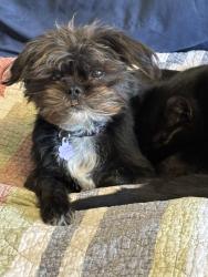 Lost Female Dog last seen Kimball and Telegraph, Ventura, CA 93004