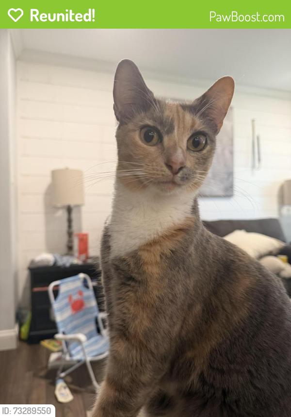 Reunited Female Cat last seen Alden Avenue, Valdosta, GA 31602