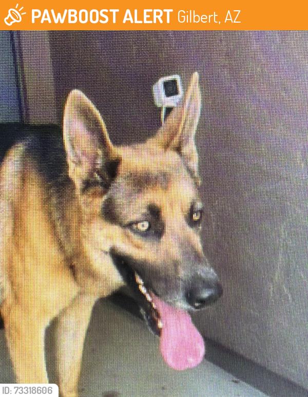 Found/Stray Male Dog last seen Recker Road and Warner, Gilbert, AZ 85296