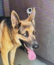 Found/Stray Male Dog last seen Recker Road and Warner, Gilbert, AZ 85296