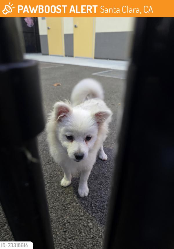 Found/Stray Male Dog last seen Chromite and Monroe, Santa Clara, CA 95050