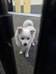 Found/Stray Male Dog last seen Chromite and Monroe, Santa Clara, CA 95050