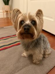 Reunited Male Dog last seen Page and Clayton, San Francisco, CA 94117