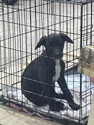 Found/Stray Female Dog last seen North Pine ,Guthrie, Guthrie, OK 73044