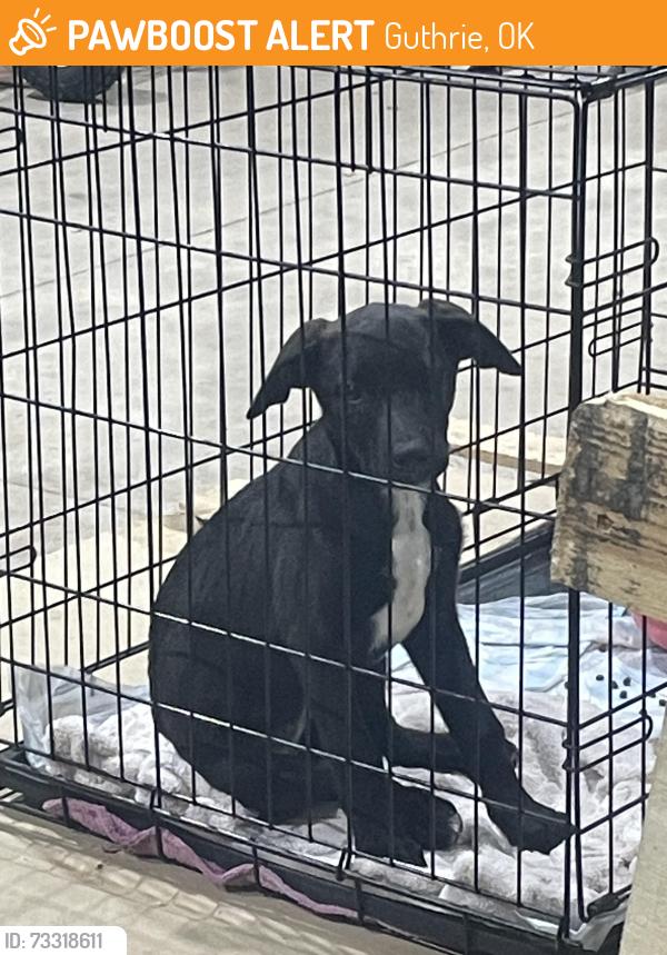 Found/Stray Female Dog last seen North Pine ,Guthrie, Guthrie, OK 73044