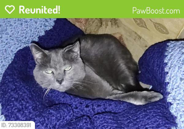 Reunited Male Cat last seen Wellingly, Overlook Rd, Nook Rd, JB corner, Plymouth, MA 02360