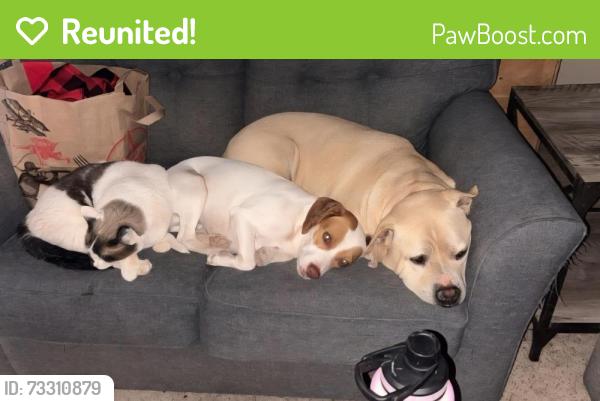 Reunited Male Dog last seen 31st ave & Deer Valley, Phoenix, AZ 85041