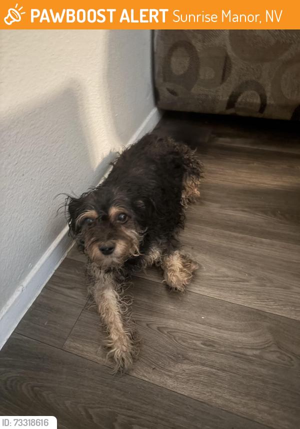 Found/Stray Female Dog last seen Nellis, Sunrise Manor, NV 89122
