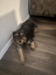 Found/Stray Female Dog last seen Nellis, Sunrise Manor, NV 89122