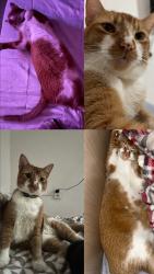 Lost Male Cat last seen Próximo ao fórum de Duque de Caxias, Rio de Janeiro, Jardim Vinte e Cinco de Agosto, RJ 25071-120