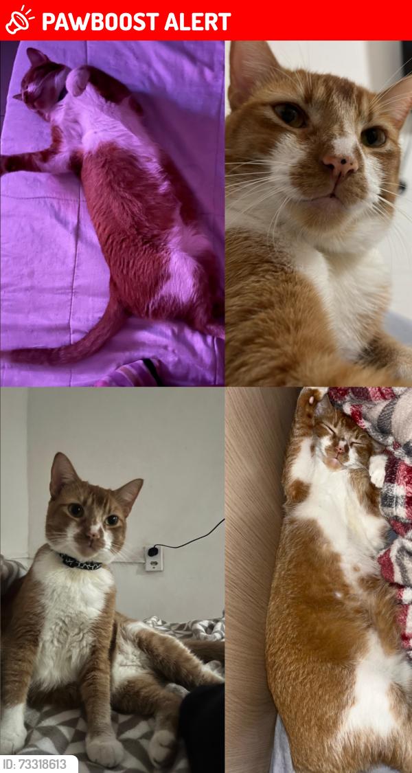 Lost Male Cat last seen Próximo ao fórum de Duque de Caxias, Rio de Janeiro, Jardim Vinte e Cinco de Agosto, RJ 25071-120