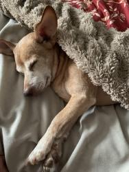 Lost Male Dog last seen E Lawther and E Mockingbird/ White Rock Lake and Buckner, Dallas, TX 75218