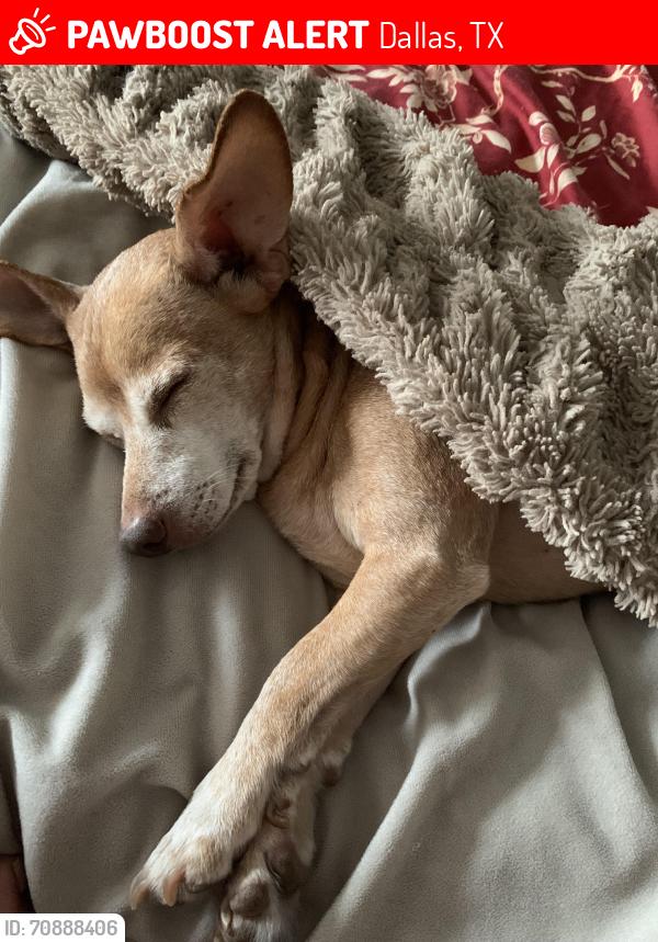 Lost Male Dog last seen E Lawther and E Mockingbird/ White Rock Lake and Buckner, Dallas, TX 75218