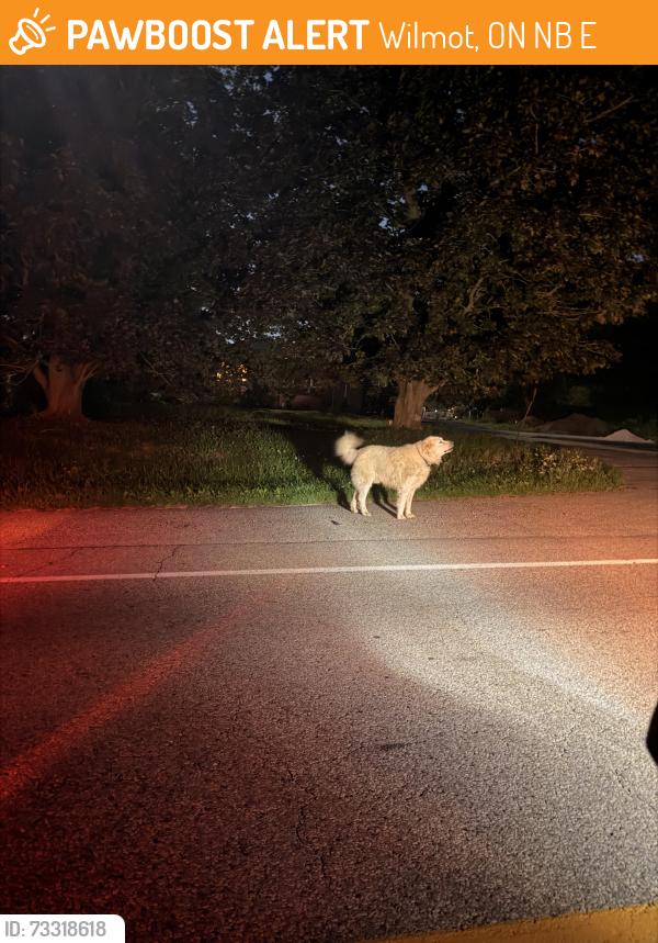 Found/Stray Male Dog last seen New Dundee and Camron /reidel dr, Wilmot, ON N0B 2E0