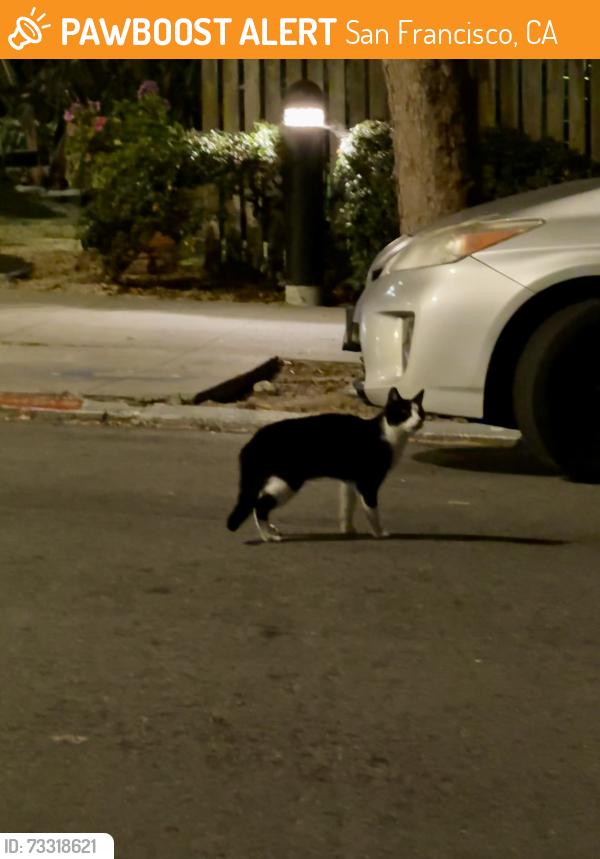 Found/Stray Unknown Cat last seen Buchanan St & Clay St, San Francisco, CA 94115