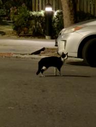 Found/Stray Unknown Cat last seen Buchanan St & Clay St, San Francisco, CA 94115