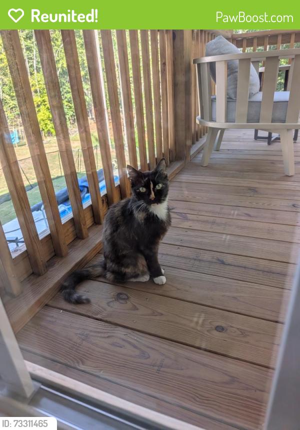 Reunited Female Cat last seen Up the road from Union Grove Baptist Church, Lexington, NC 27295