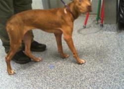 Shelter Stray Female Dog last seen CHARLOTTE, 8315 Byrum Dr, Charlotte, NC 28217, USA