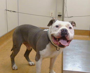 Shelter Stray Male Dog last seen PEBBLE FIELD WAY/COBBLE POINT WAY, 95829, 3839 Bradshaw Rd, Sacramento, CA 95827, USA