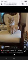 Reunited Female Cat last seen Green Tree, Arrowhead, Golf Course, Victorville, CA 92395