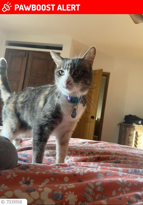Lost Female Cat last seen Portuguese Bend, Rancho Palos Verdes, CA 90275